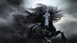 Black Spanish Horse&039;s Reverie
