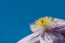 Flower, Clematis Montana, Macro