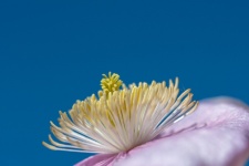 Flower, Clematis Montana, Macro