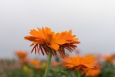 Marigold, Orange Flower