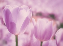 Flowers Blossoms Tulips Background