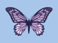 Butterfly Colorful Illustration