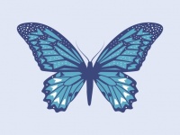 Butterfly Colorful Illustration