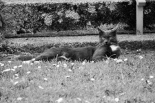 Cat Lying In The Grass