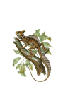 Clipart Basilisk Lizard Reptile