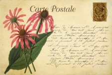 Flowers Vintage Floral Postcard
