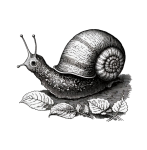 Garden Snail Illustration Clipart