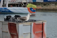 Seagull Rummaging Through Garbage