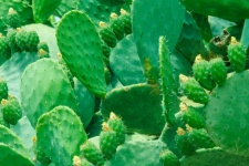 Green Prickly Pear Cactus
