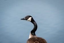 Great Canada Goose, B. Canadensis