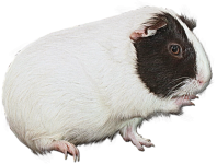 Guinea Pig Pet