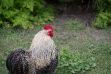 Rooster, Hen