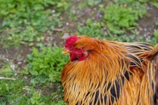 Rooster, Hen