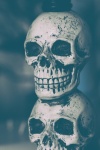 Halloween Human Skull