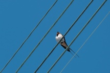 Swallow On Wires