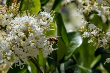 Honey Bee On White Flowers