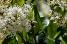 Honey Bee On White Flowers