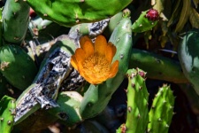 Prickly Pear Cacti Flower