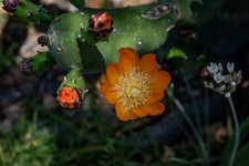 Prickly Pear Cacti Flower