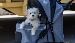 Cute Pup In A Stroller