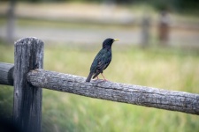 Male Starling Bird