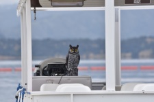 Owl Statue Guarding Boat