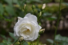 White Rose Full Bloom