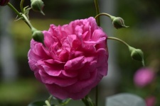 Wild Pink Rose