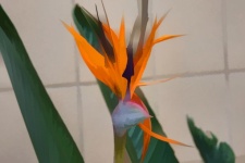 Bird Of Paradise Tropical Flower