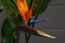Bird Of Paradise Tropical Bloom