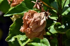 Withered Bollworm Flower