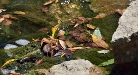Leaves In A Stream