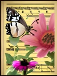 Vintage Butterfly Music Poster