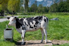 Landscape, Cows, Cattle