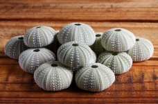 Light Green Sea Urchin Shells