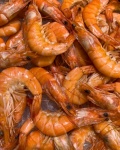 Many Fresh Shrimps