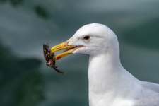 Seagull, Herring Gull, Crab