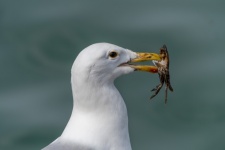 Seagull, Herring Gull, Crab