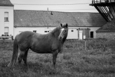 Horse, Mount, Farm Animal