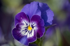 Purple Flower, Pansy, Flora