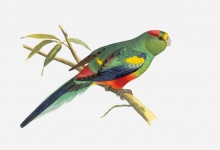 Parrot Vintage Exotic Illustration