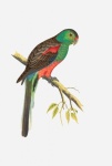 Parrot Vintage Exotic Illustration
