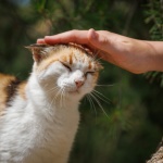 Petting A Cat