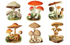 Mushroom Champions Vintage Clipart