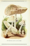 Mushrooms Vintage Illustration Old