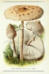 Mushrooms Vintage Illustration Old