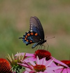 Pipevine Swallowtail Butterfly