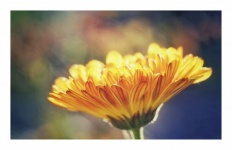 Marigold Blossom Flower Wildflower