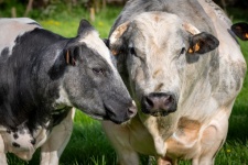 Cattle, Bull, Ruminant, Animal