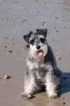 Schnauzer Dog On Beach